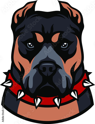 American Bully XL with Spiked Studded Collar Dog Breed