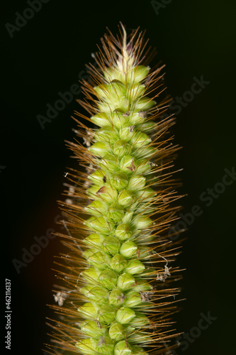 Yellow Foxtail Isolated