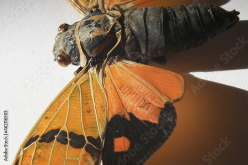 Macro Orange Festive Cicada Gaeana festiva photo