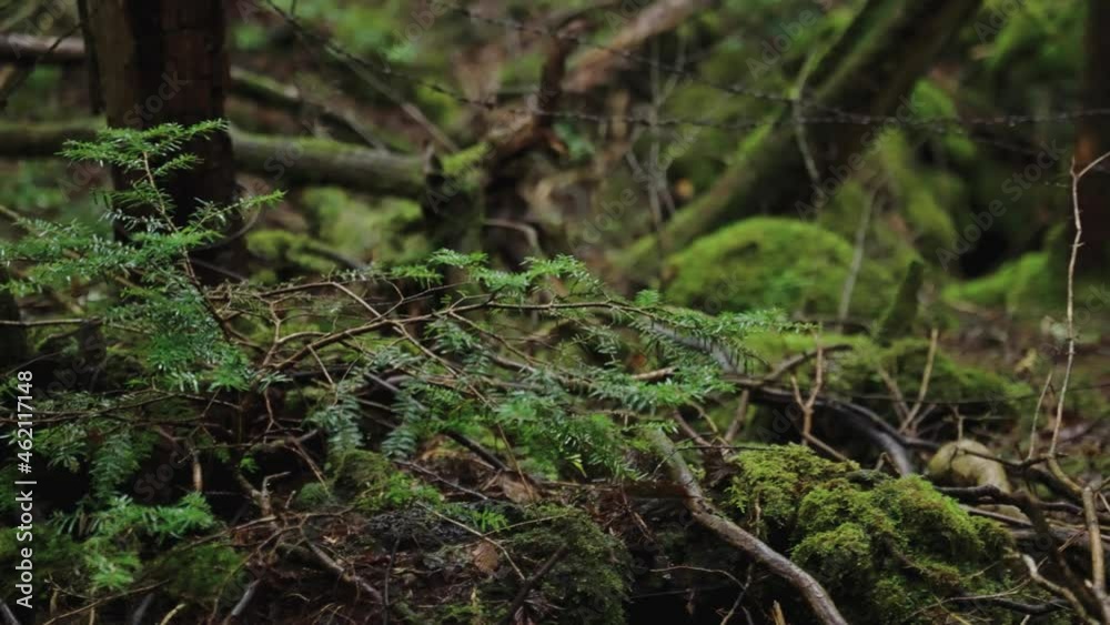 Barbed wire on broken fence in Haunted Aokigahara Forest Barbed wire on broken fence in Haunted Aokigahara Forest