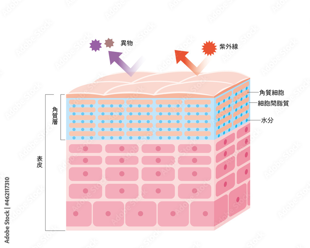 健康な肌の表皮 皮膚の構造 肌図 美容 Stock Vector | Adobe Stock