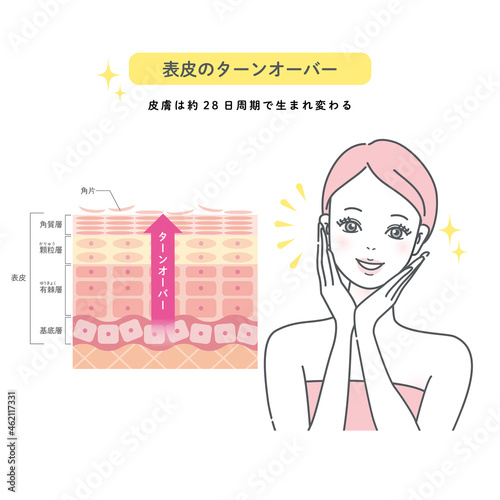 肌のターンオーバー　皮膚の構造と女性