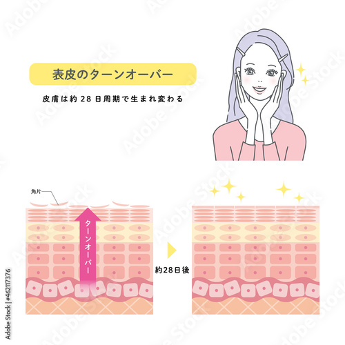 肌のターンオーバー　皮膚の構造と女性