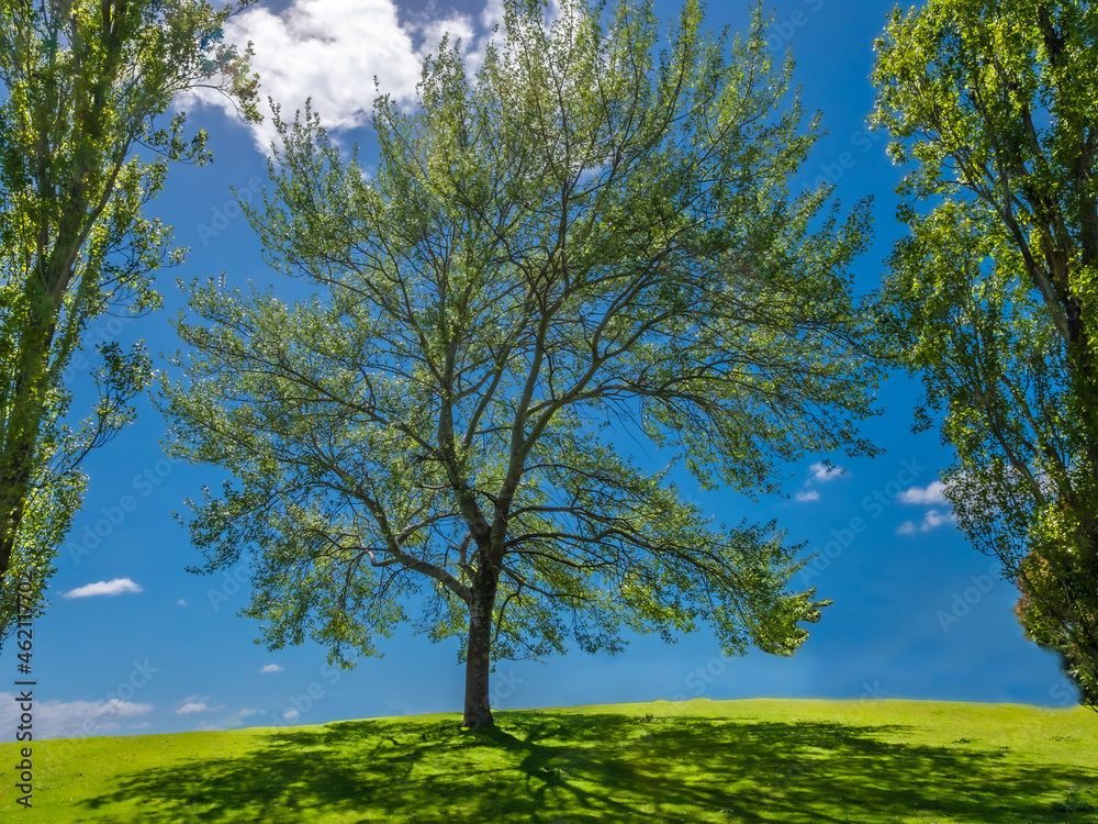 Obraz premium Birch Against Sky