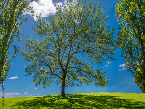 Birch Against Sky