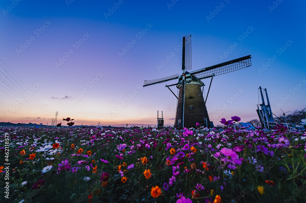 オランダ風車とコスモスと夕焼け
