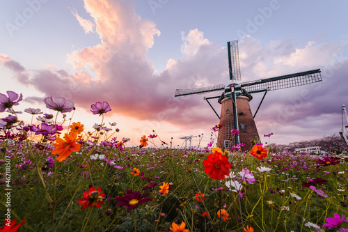 Fototapeta Naklejka Na Ścianę i Meble -  夕焼けのオランダ風車とコスモス