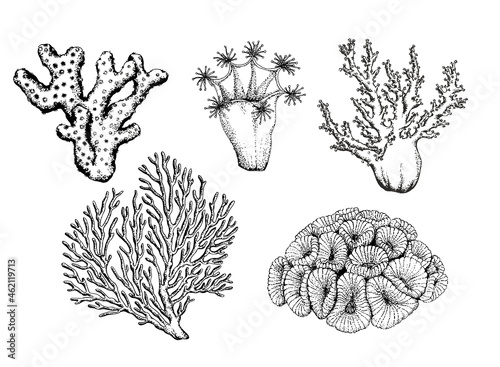 Set of corals. Vector Isolated elements on a white background
