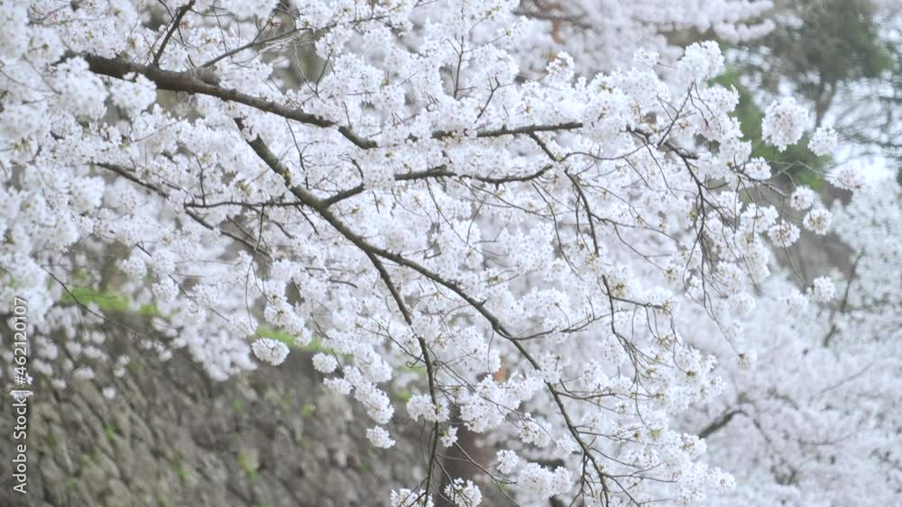 Lush And Beautiful Sakura Flowers In Full Bloom In Japan - panning medium shot Lush And Beautiful Sakura Flowers In Full Bloom In Japan - panning medium shot