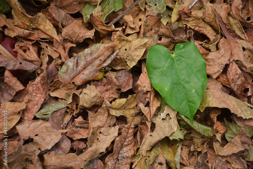 Pile of dry leaves for template or background. Pile of dry leaves for template or background.