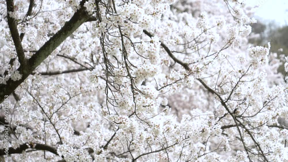 Swaying Branches Of A Sakura Tree In The Spring Breeze - tilt up medium shot Swaying Branches Of A Sakura Tree In The Spring Breeze - tilt up medium shot