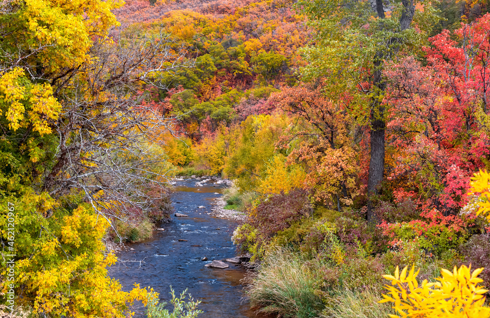 Scenic South Fork Ogden river in Utah surrounded with beautiful color harmony of fall foliage Scenic South Fork Ogden river in Utah surrounded with beautiful color harmony of fall foliage