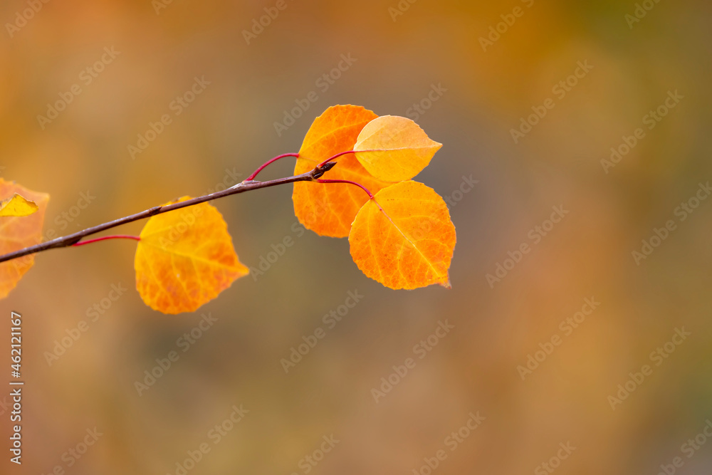 Obraz premium Close up shot of bright yellow Aspen leaves
