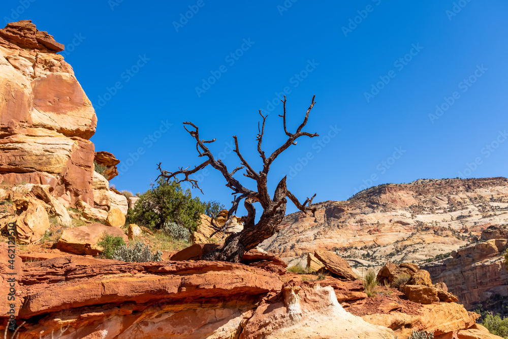 Dead tree in the middle of red rocky desert in Utah