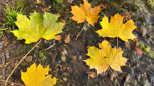 Autumn composition with yellow maple leaves. Fallen golden leaves in creek