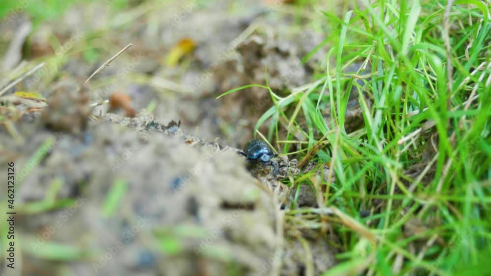 4K Macro shot of a beetle walking on a foot path, and going into the grass. 4K Macro shot of a beetle walking on a foot path, and going into the grass.