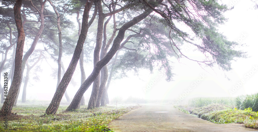 Obraz premium 안개낀소나무밭