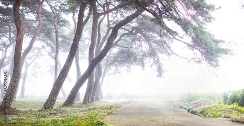 안개낀소나무밭
