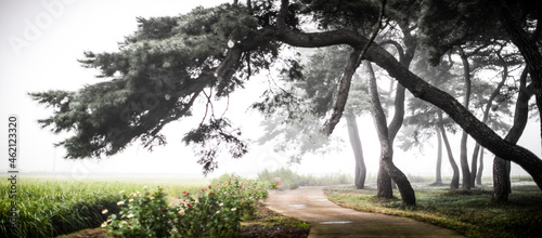 안개낀소나무밭