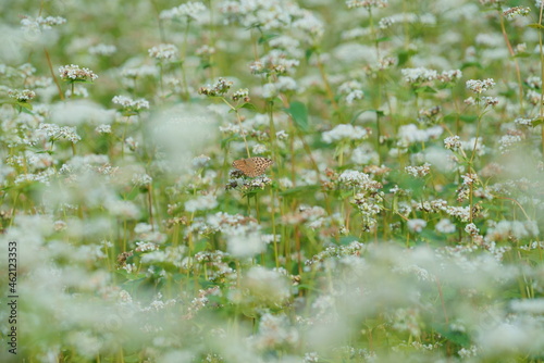 白い花が咲くソバ畑にチョウ