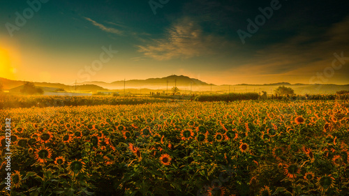 해바라기밭일출