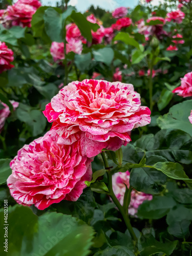 Photography Floribunda garden rose 'Abracadabra' - flowers have rich striped blends of light