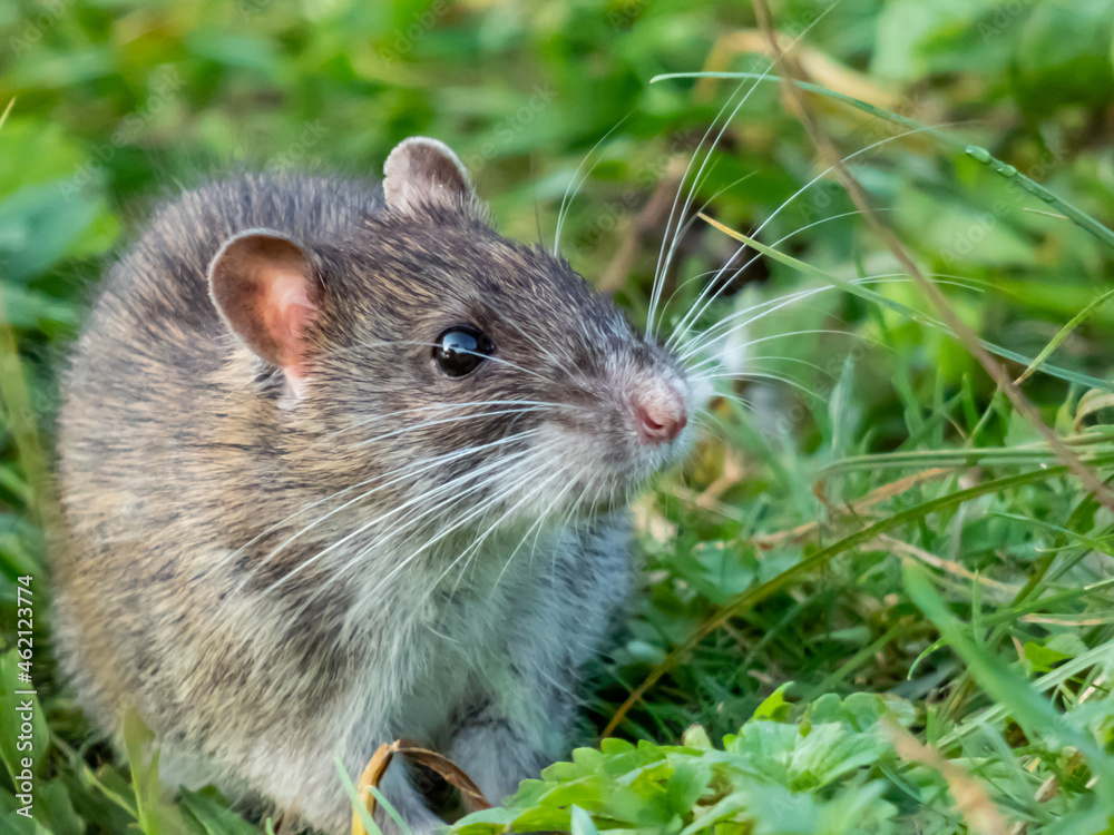 Common rat (Rattus norvegicus) with dark grey and brown fur in the green grass in the evening Common rat (Rattus norvegicus) with dark grey and brown fur in the green grass in the evening