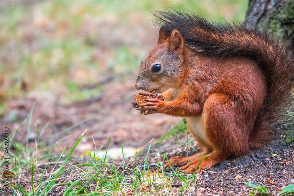 Squirrel in summer with nut on green grass under a big tree Squirrel in summer with nut on green grass under a big tree