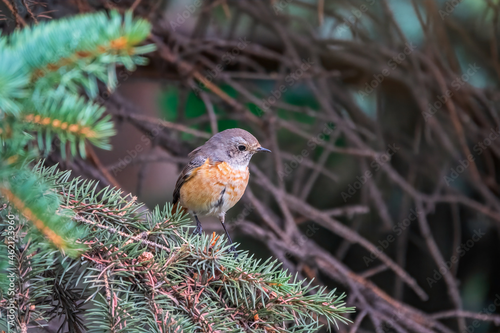 The common redstart female, Phoenicurus phoenicurus, is photographed in close-up sitting on a branch against a blurred background. The common redstart female, Phoenicurus phoenicurus, is photographed in close-up sitting on a branch against a blurred background.