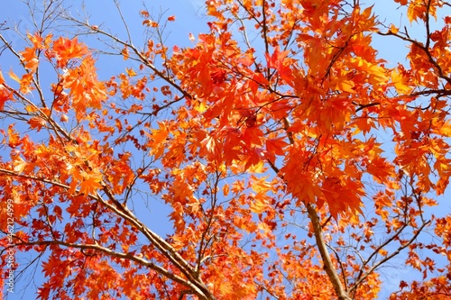 Blur orange maple leaves on blue sky background. Autumn concept.