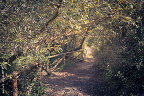 I walk into the forest, warm light.