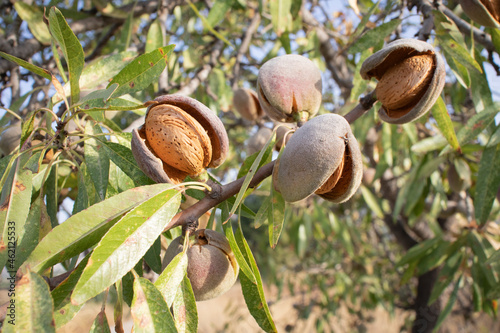 Ripe almonds on the tree ready to harvest.