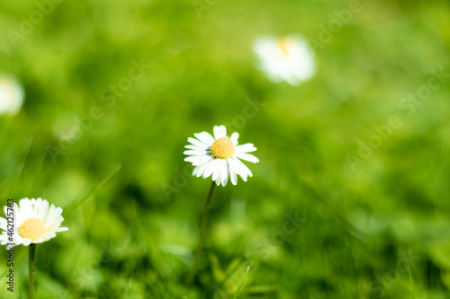 daisy flower  in the grass blurred background 