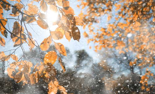 Autumn park in the first snow