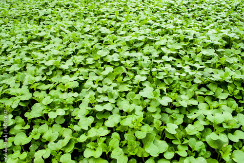 Wallpaper Mural background green grass shoots Torontodigital.ca