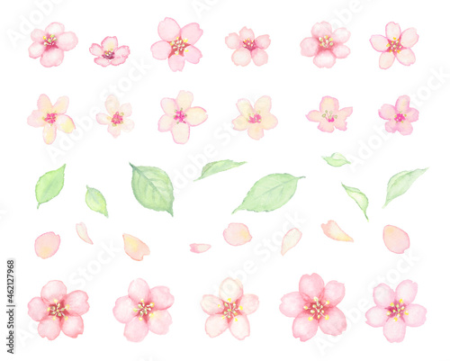 桜の花の水彩イラスト素材