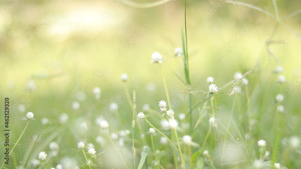 green grass and sun green grass and sun