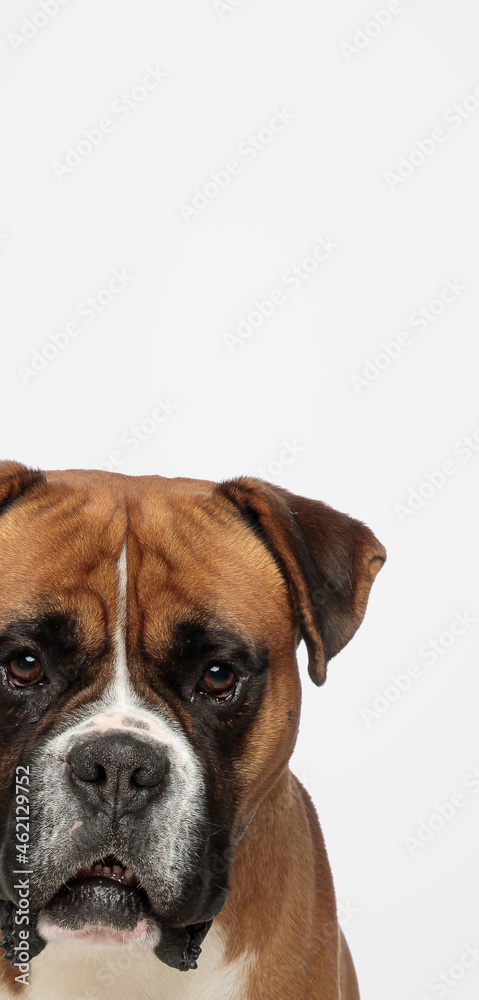 cute boxer dog showing half his face