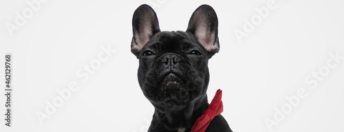 adorable french bulldog dog wearing a red bowtie
