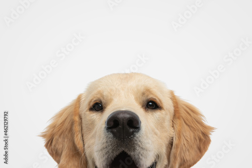 beautiful golden retriever dog panting © Viorel Sima