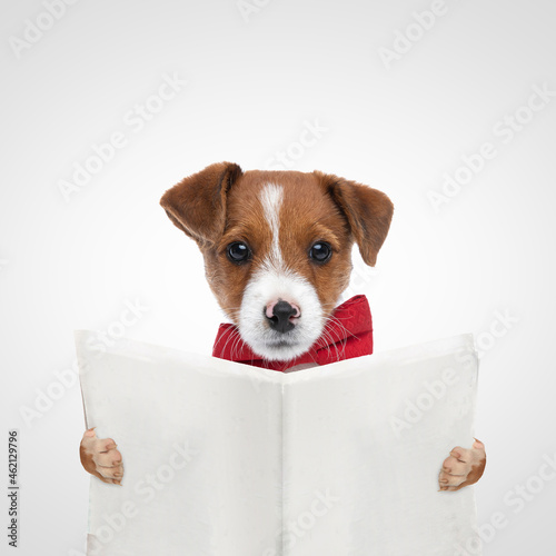 jack russell terrier dog reading the newspaper