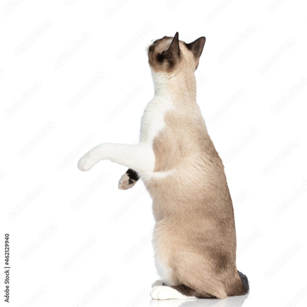 side view of adorable little metis cat looking up and standing on back legs