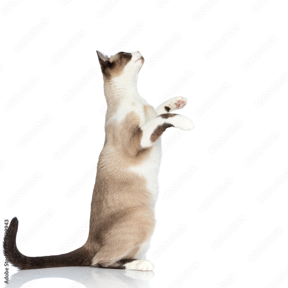 side view of adorable curious metis cat standing on back legs side view of adorable curious metis cat standing on back legs
