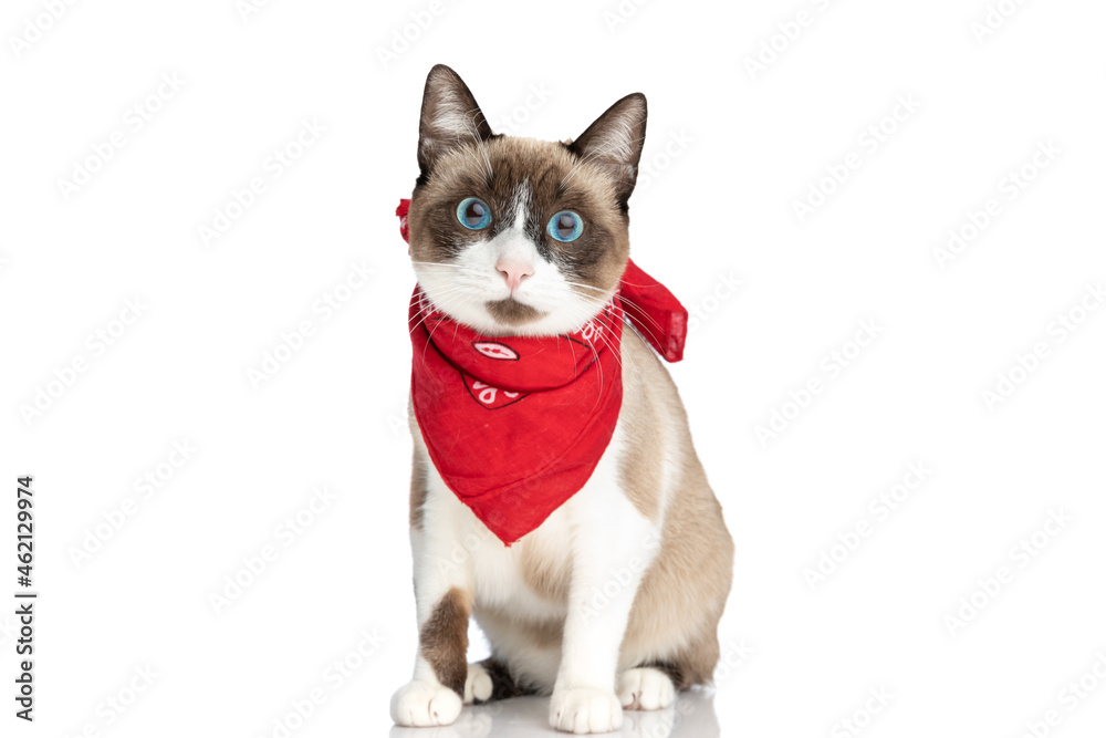 cute small cat with blue eyes wearing red bandana and sitting in studio