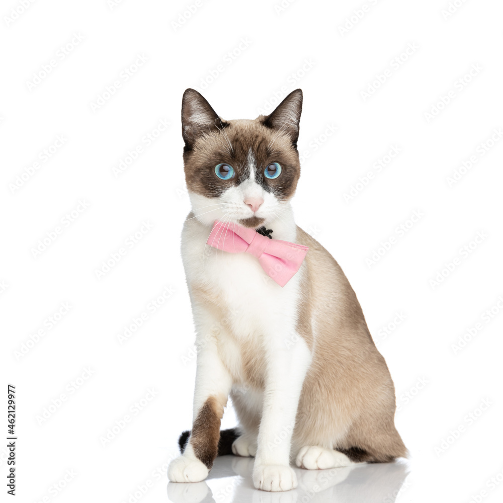 cute little metis cat wearing pink bowtie and sitting on white background