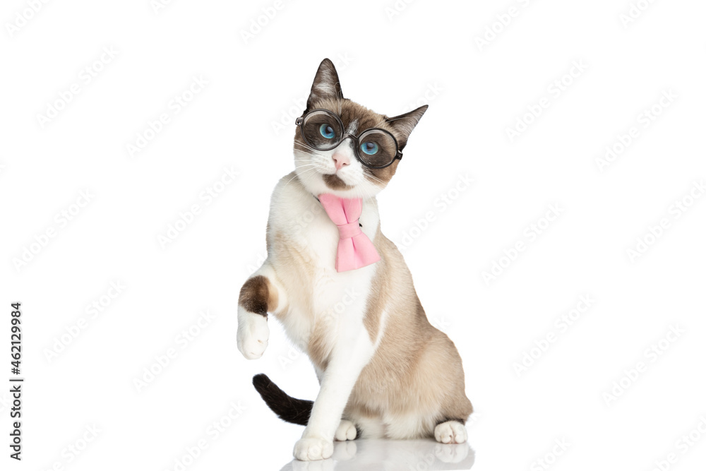 adorable sweet cat with bowtie wearing glasses and holding leg in the air