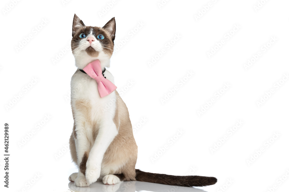 adorable small metis kitty wearing pink bowtie and looking up