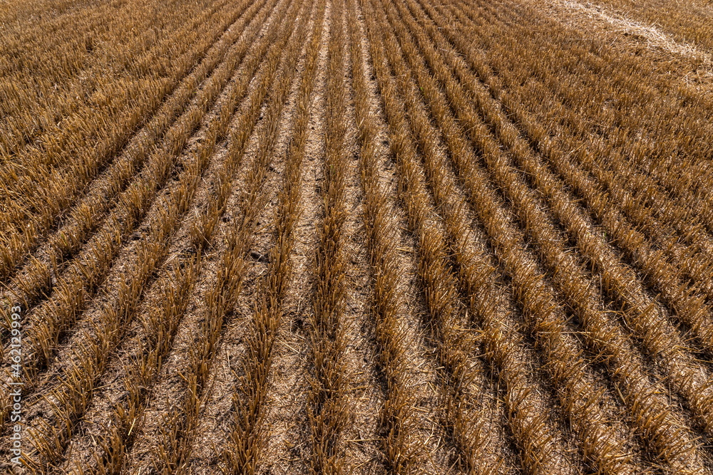 Stubble in the field after harvest. Cut stalks of cereals in the field. Slender rows of grain crops Stubble in the field after harvest. Cut stalks of cereals in the field. Slender rows of grain crops