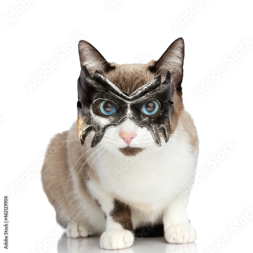 funny little metis cat with blue eyes wearing batman mask