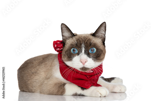lovely little metis kitty with blue eyes wearing red bandana around neck